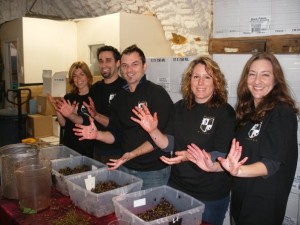 Grape-covered hands post-challenge at Black Prince Winery, Picton, Ontario.