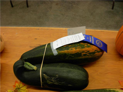 Tammy's prize-winning zucchinis