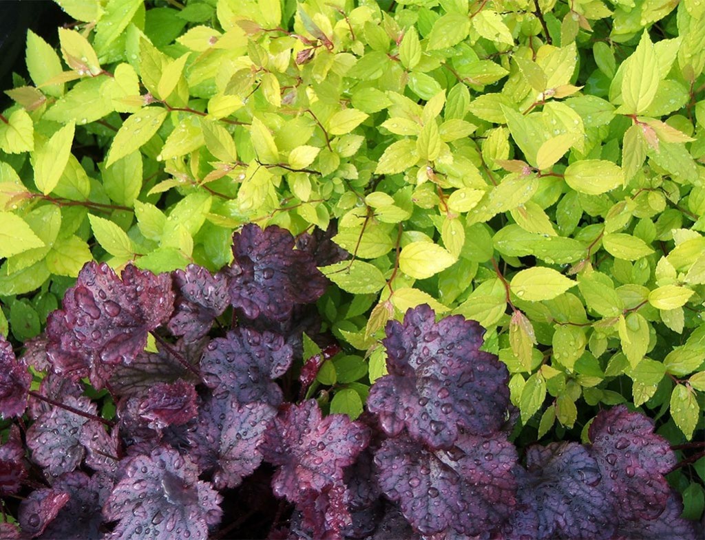 lime-foliage-heuchera